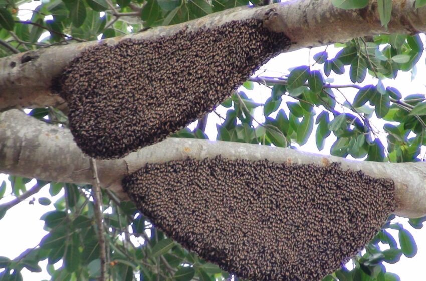  ประธานภูมิภาคเอเชีย ส.ผู้เลี้ยงผึ้งโลกนานาชาติ  ดันมาตรฐานน้ำผึ้งเขตร้อน -เพิ่มรายได้ส่งออก