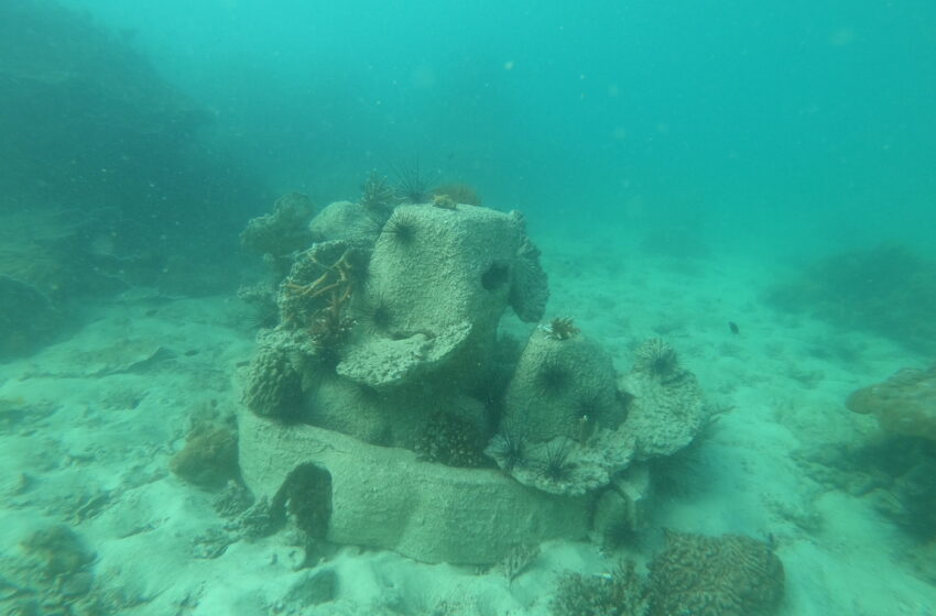  วช. ชู “นวัตปะการัง” ปะการังเลียนแบบธรรมชาติเหมือน โดนใจ นักอนุรักษ์ รับรางวัลการวิจัยแห่งชาติ ปี 66